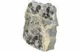 Ammonite (Promicroceras) Cluster - Marston Magna, England #216610-3